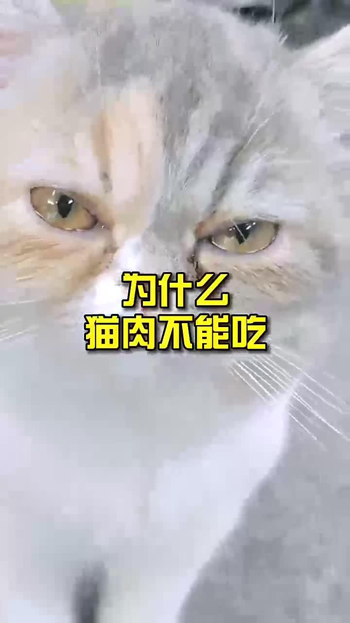 为什么猫肉不能吃，快来看看