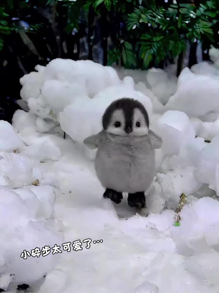 哎呀我滴乖乖，企鹅宝宝走着小碎步和小表情也太逗了