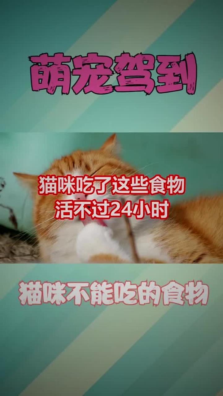 不能给猫咪吃的食物