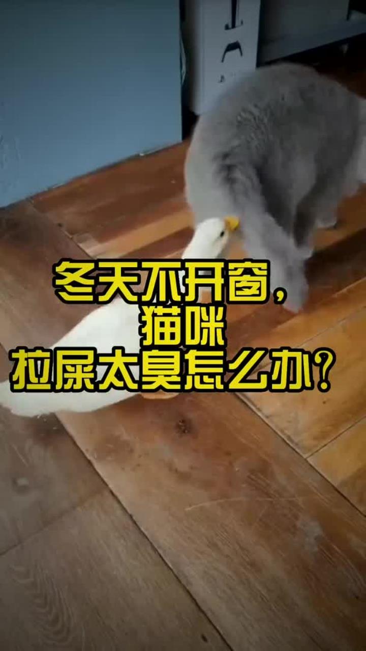 冬天不开窗,猫咪拉屎太臭怎么办?