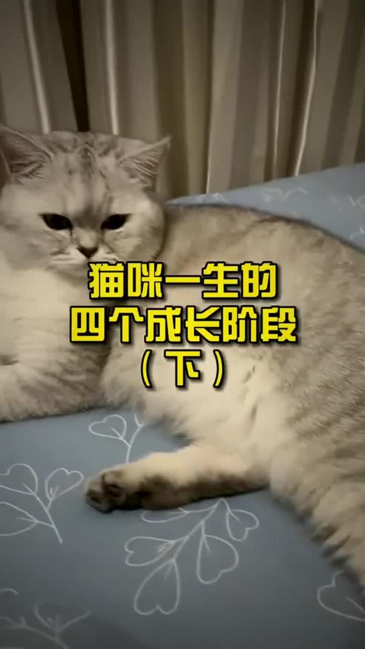猫咪一生的四个成长阶段第二弹!