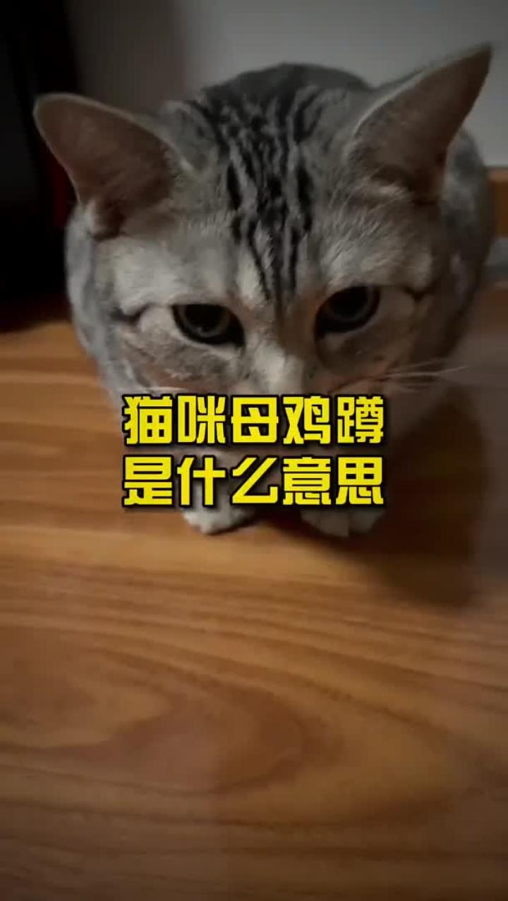 猫咪母鸡蹲是什么意思?