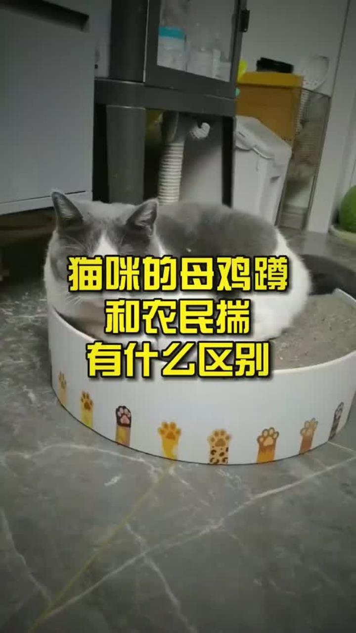猫咪的母鸡蹲和农民揣有什么区别?
