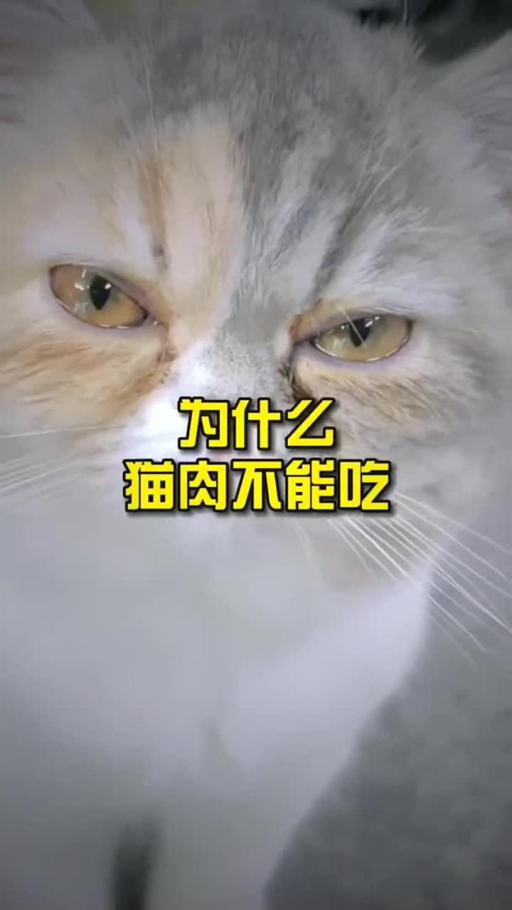 为什么猫肉不能吃?