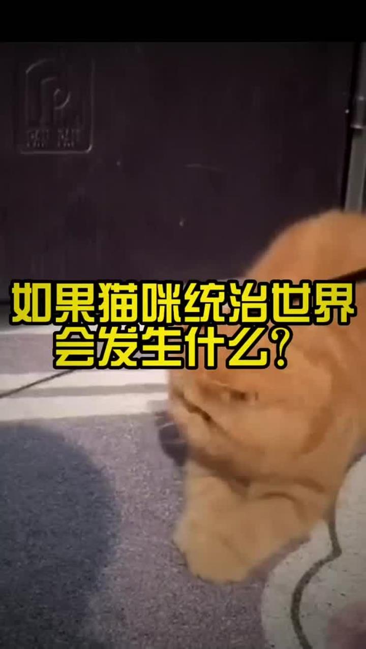 如果猫咪统治世界会发生什么?