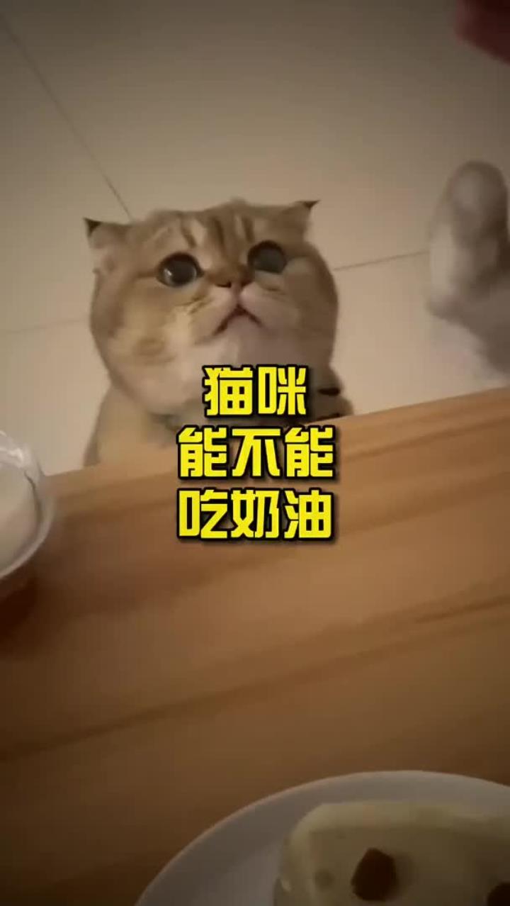 猫咪能不能吃奶油?