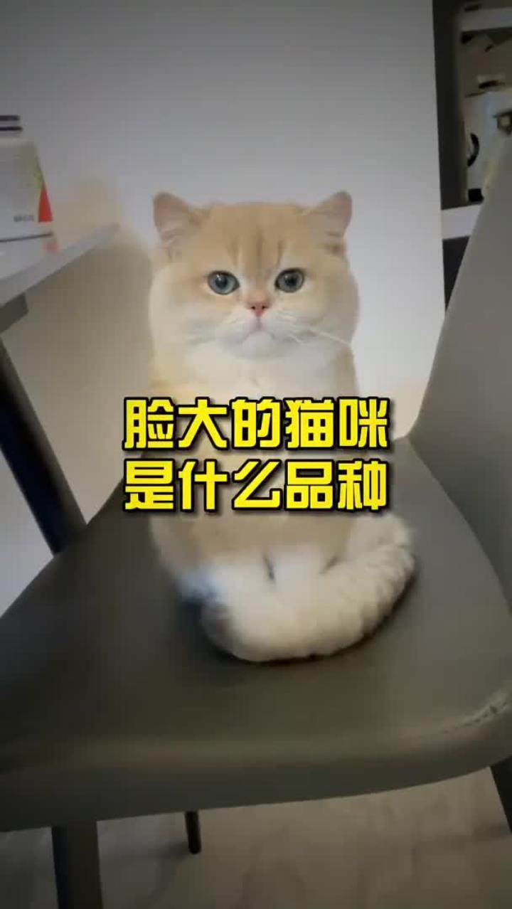 脸大的猫咪是什么品种?