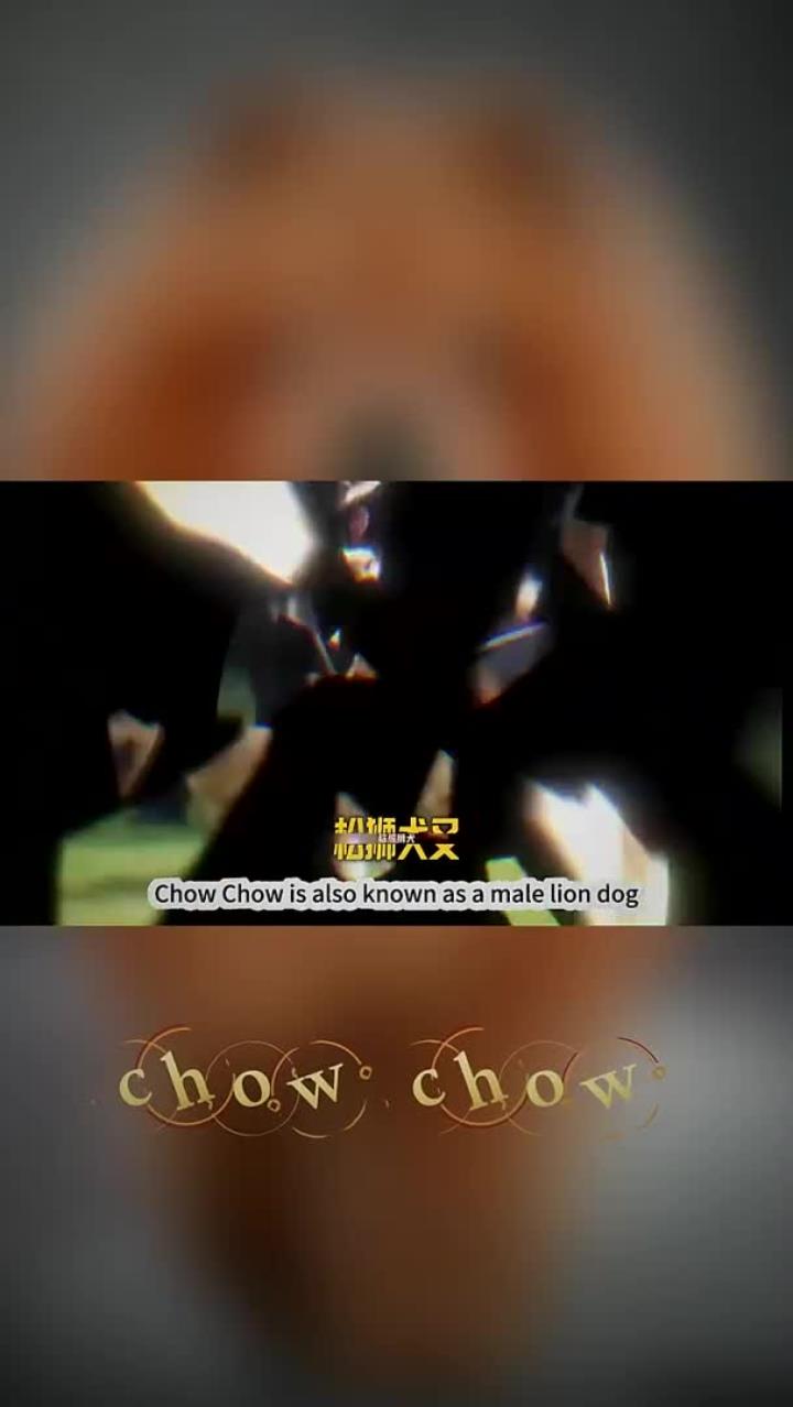 松狮犬又称熊狮犬,是一种古老的犬种,它们中等大小,身体结构紧凑,肌肉发达。头部较