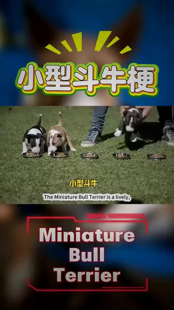小型斗牛梗是一种活泼、聪明且勇敢的犬种,它们身体结构紧凑,肌肉发达,头部呈蛋形