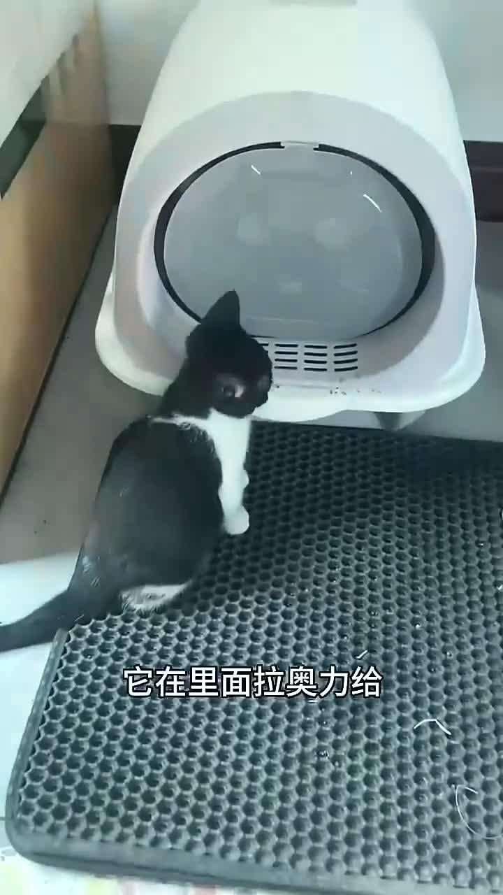 生完小猫也不喂,搞的好像是我生的一样!