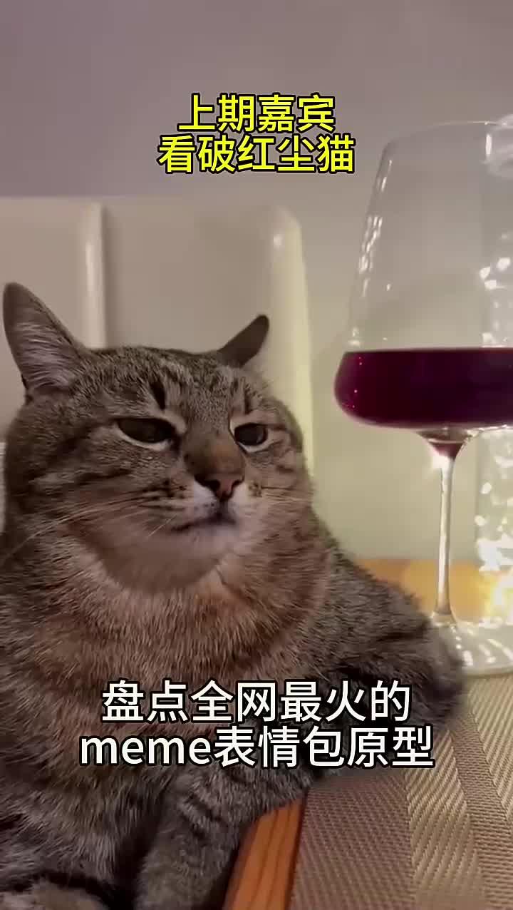 盘点全网最火猫meme表情包,出处都在哪?(36)