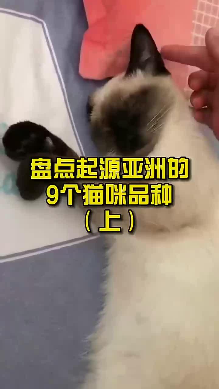 盘点起源亚洲的9个猫咪品种!