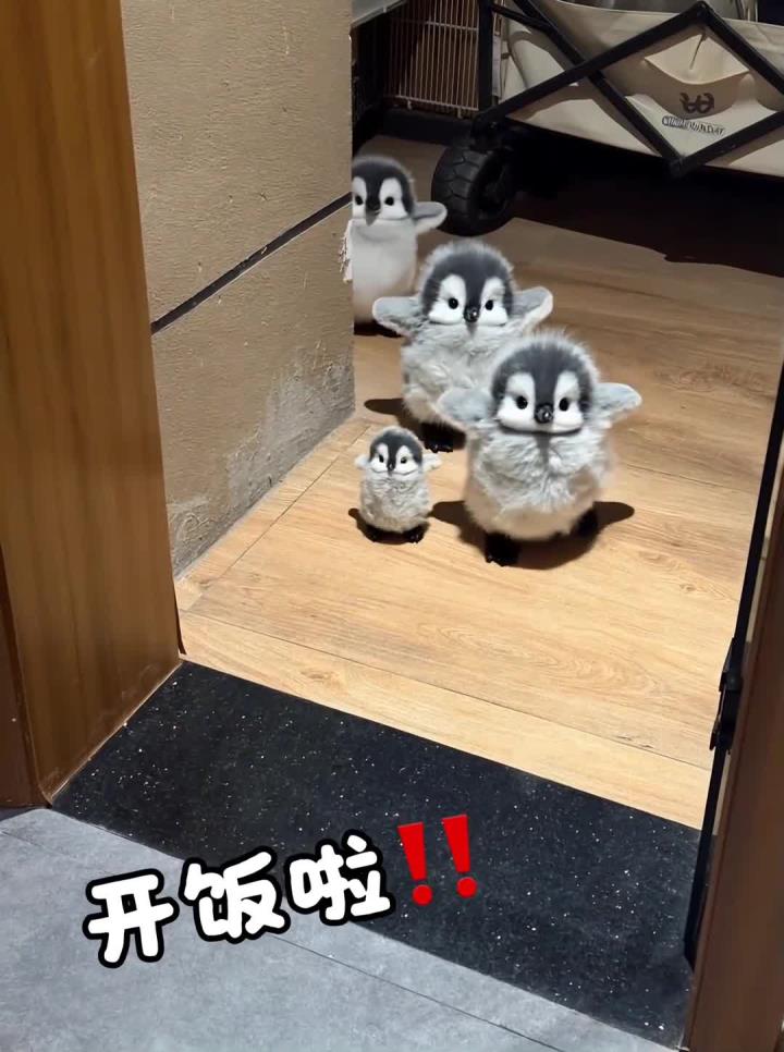 开饭啦小企鹅宝宝的碎步模式,简直萌哭了……啊哈哈哈哈哈哈也太乖了,排队队,吃饭饭