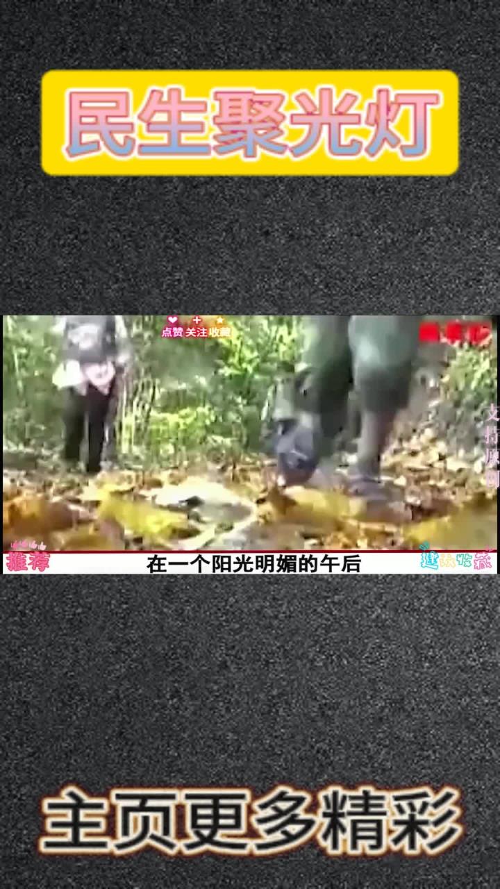 真实事件 鳄鱼