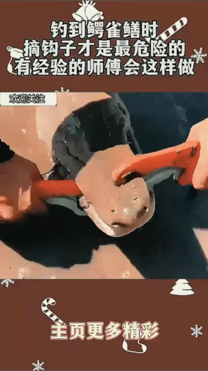 钓到鳄雀鳝时,摘钩子才是最危险的,有经验的师傅会这样做!(1)