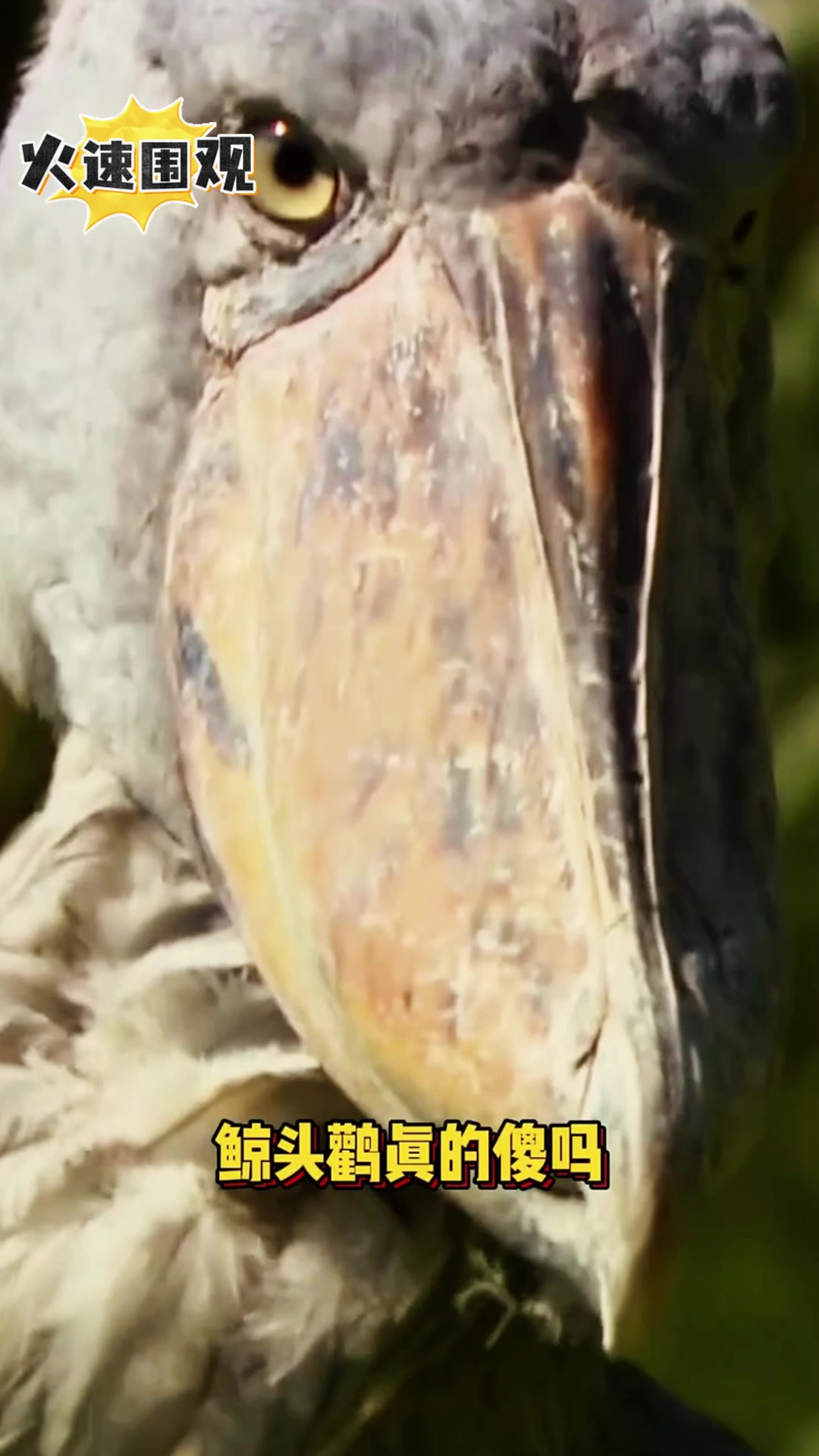 鲸头鹳抓走雏鸟,还吃休眠肺鱼