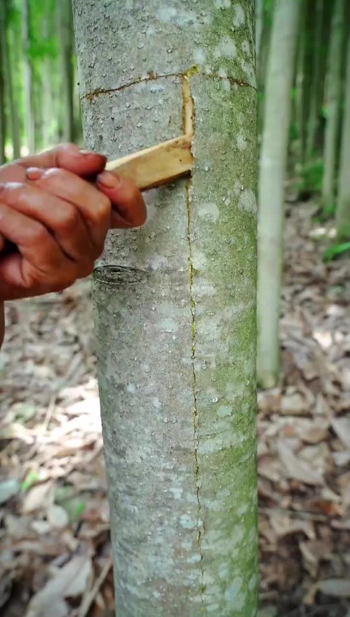 这是什么植物?