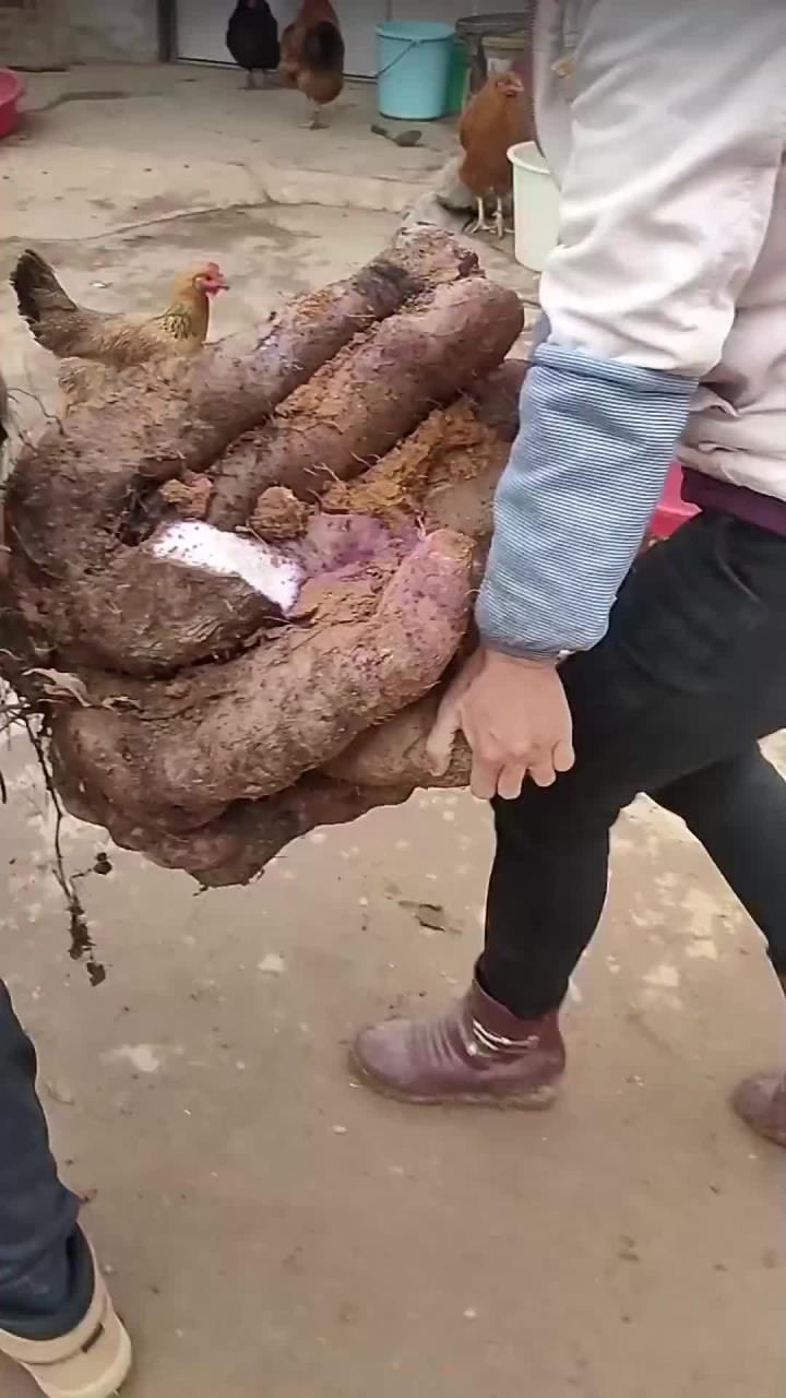 脚板薯也叫大薯,曾经被农民当做救命粮,如今却很少人种植了