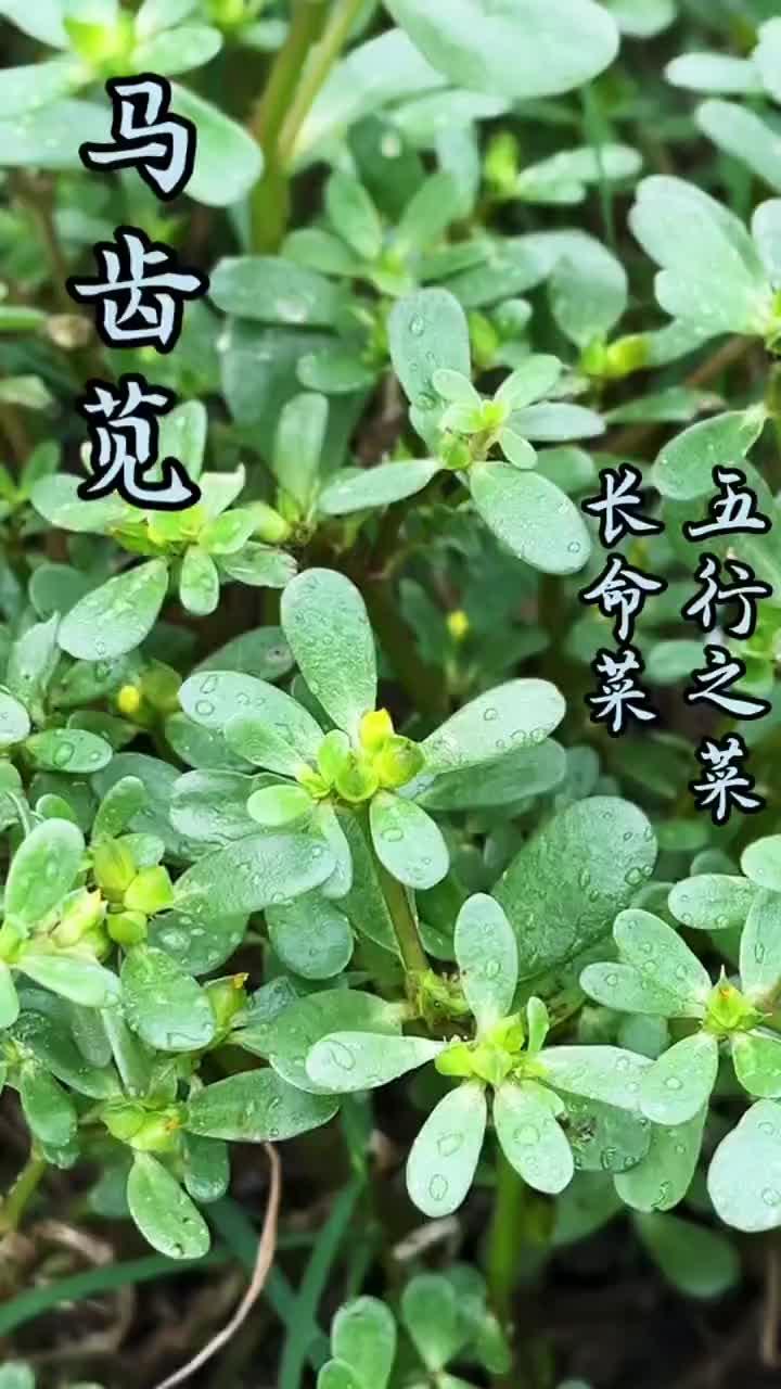 小时候最常见的一种野菜,山东叫蚂蜂菜