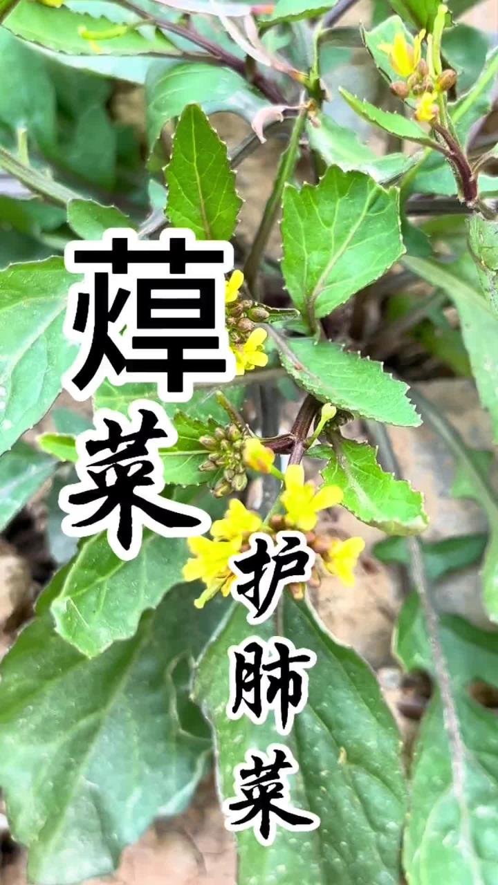 一种营养价值极高的野菜，肺宝宝的最爱，广东人叫它塘葛菜，辣米菜，十字花科一年生或