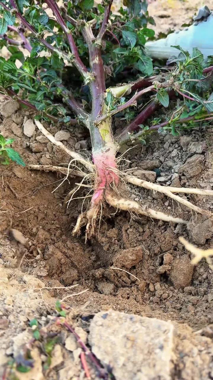 以前随处可见的刺苋菜，现在很少见到了，村里人会挖它的根部回来晒干