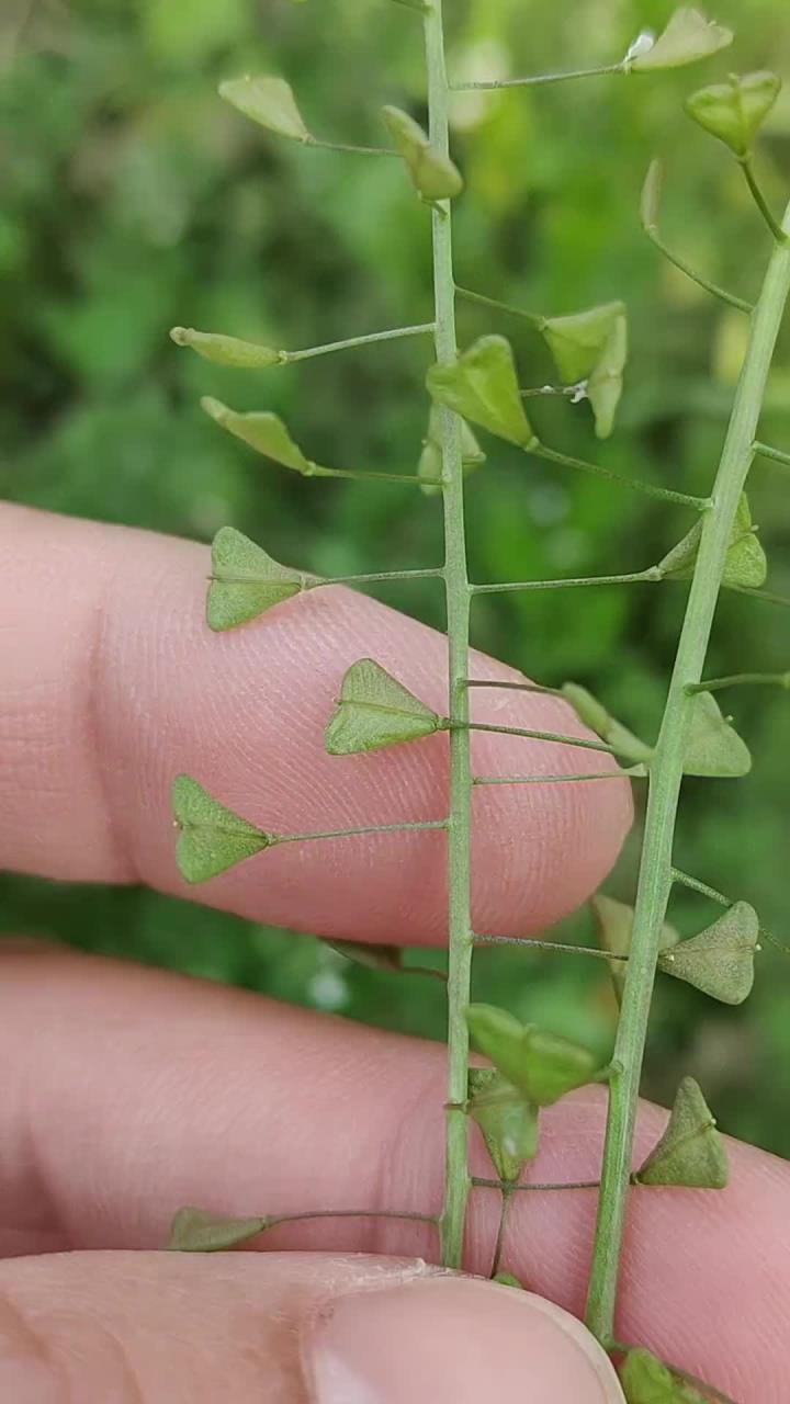 荠菜又叫地米菜，它是春日田间里的宝藏野菜