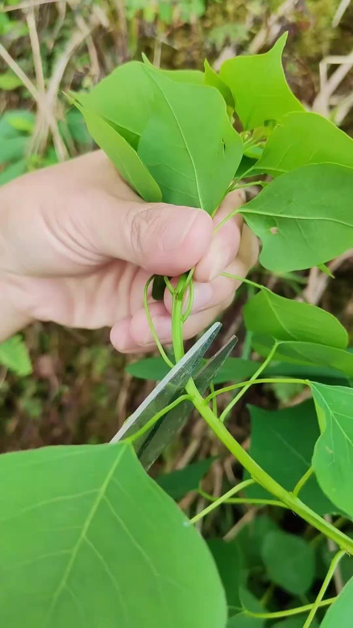 这是有“辣子树”之称的南方一种怪树,乌桕又名腊子树,你了解它吗?