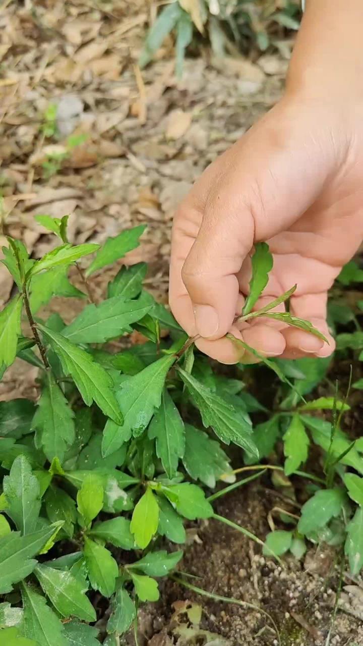 马兰头也叫鸡儿菜，它是野菜中的佼佼者