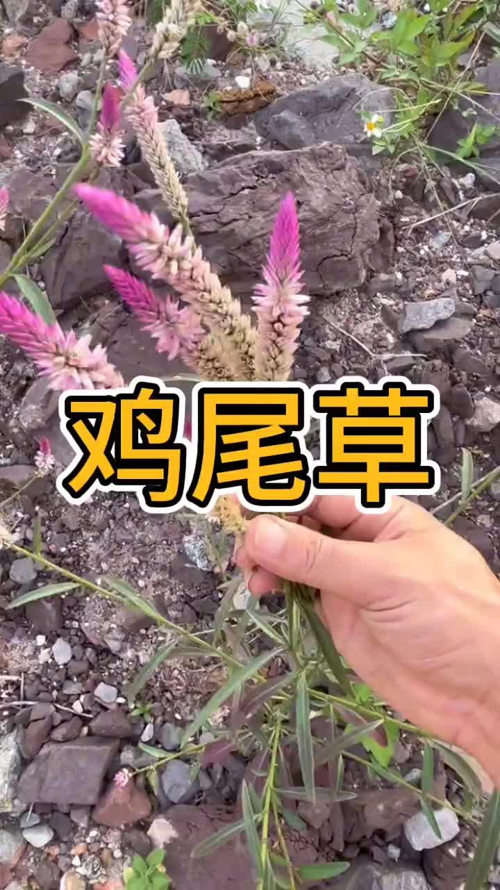 发现自然界的草本宝库!