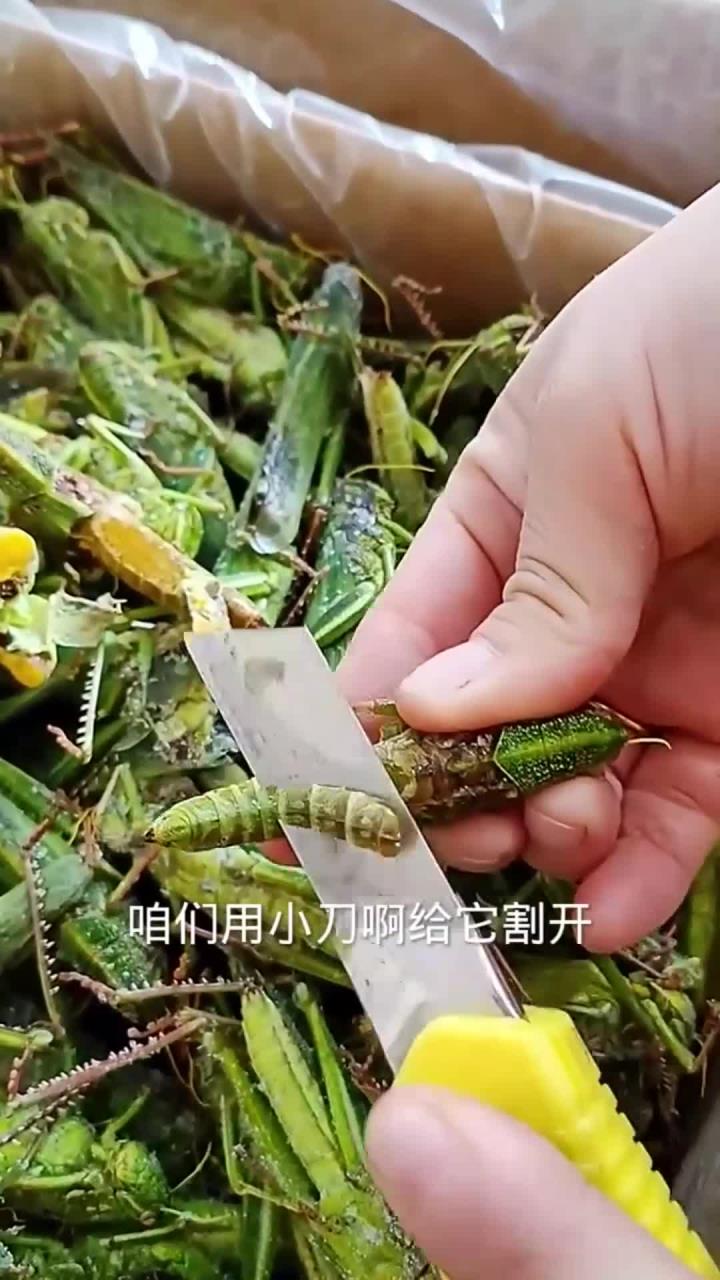 有没有吃过蚂蚱的