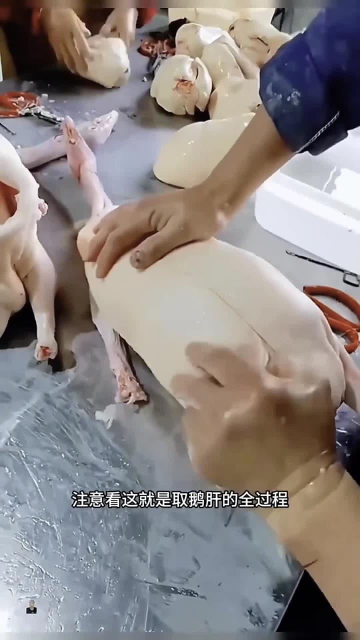 大鹅取鹅肝,鹅肝太大了,专业