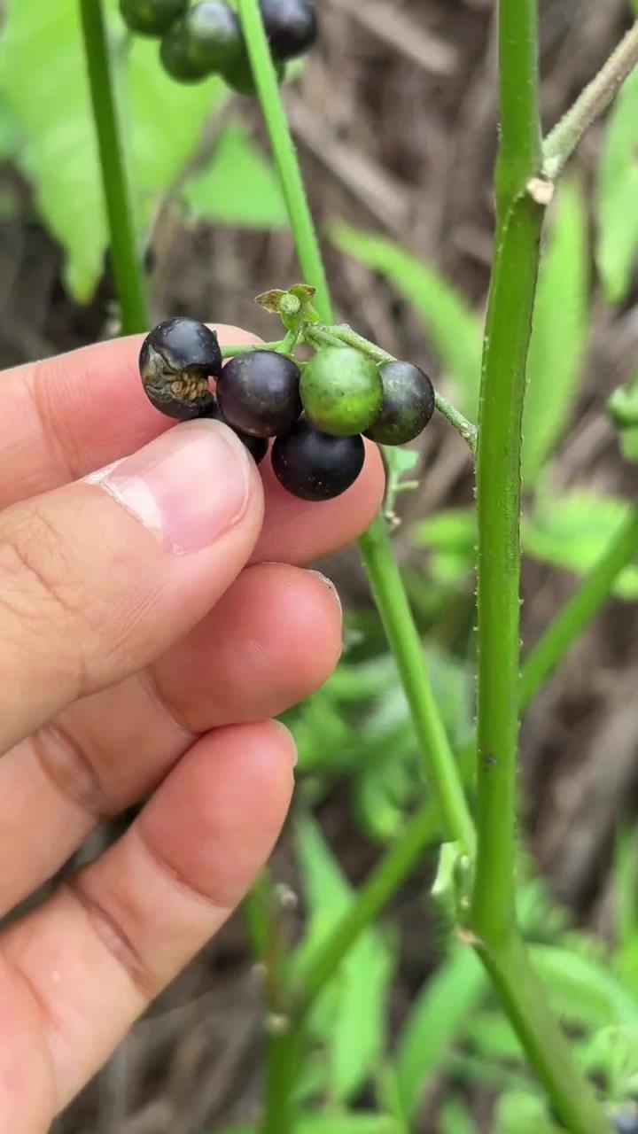 龙葵又叫黑天天,白花菜,叶子可以煮汤,黑色果实可以当零食吃