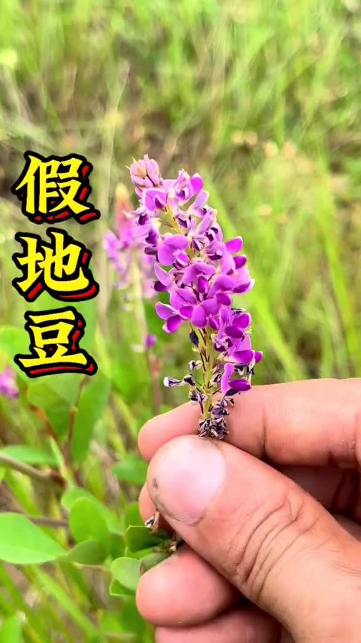 这种植物的叶子长得像花生,但是它的果实长在地外,所以叫假地豆,它的药用价值很高