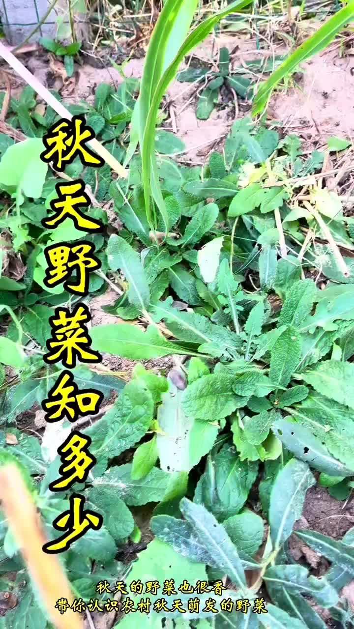 都说春天是吃野菜的季节,其实秋季野菜也是特别多,虽然多要抓住时机,霜降来百草枯