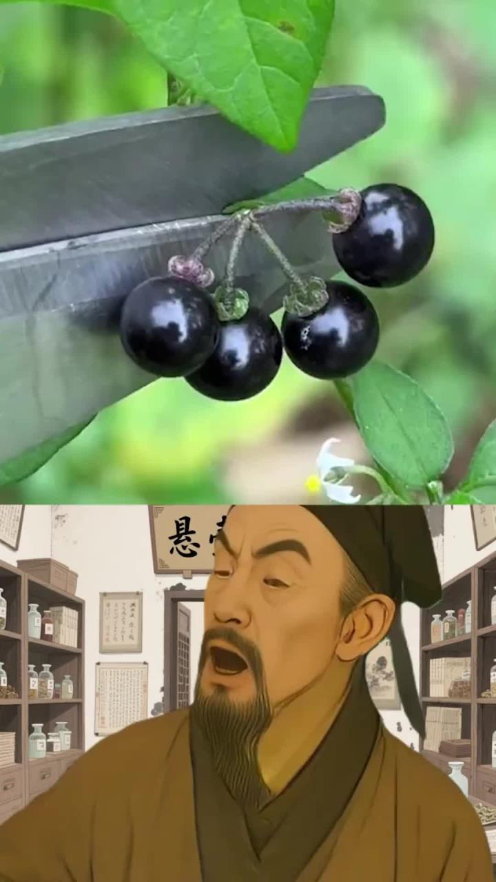 龙葵又叫白花菜，嫩叶煮汤，果实染色，是很好的一种植物！