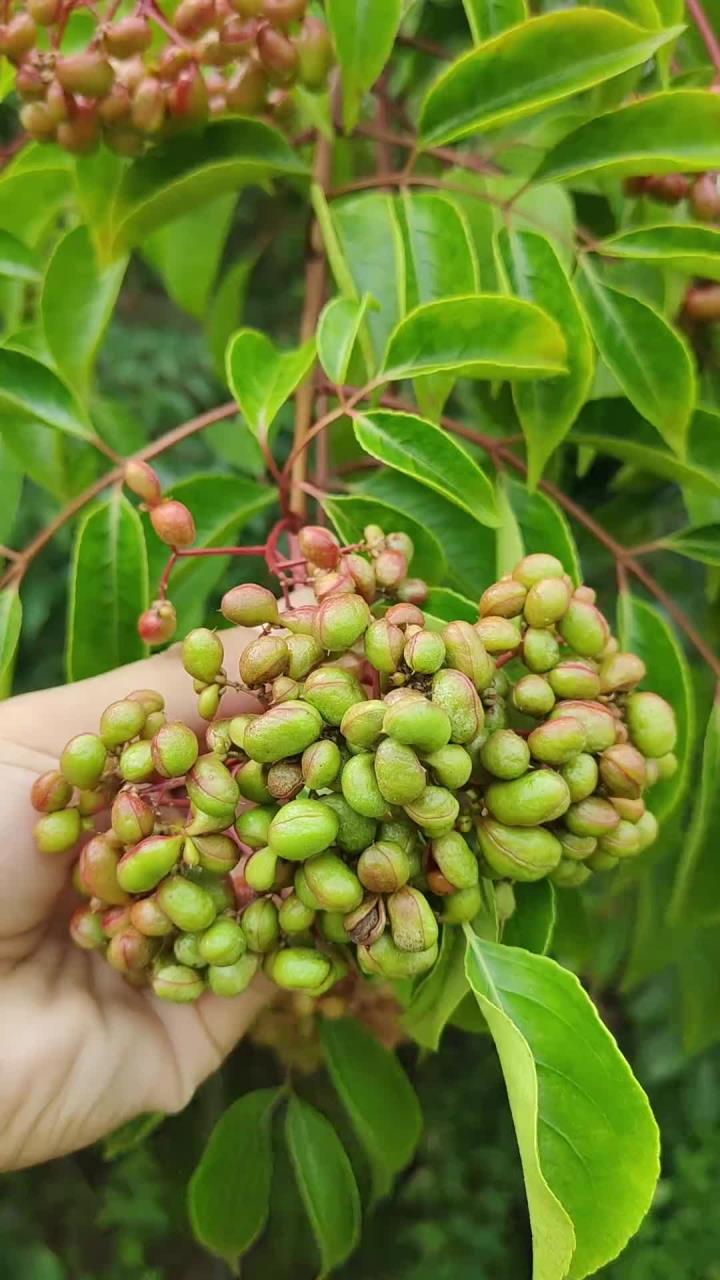 野鸦椿，别名鸡肾果、鸡眼睛，懂它的人把它当宝贝，村里的老先生常采收它，你了解它吗