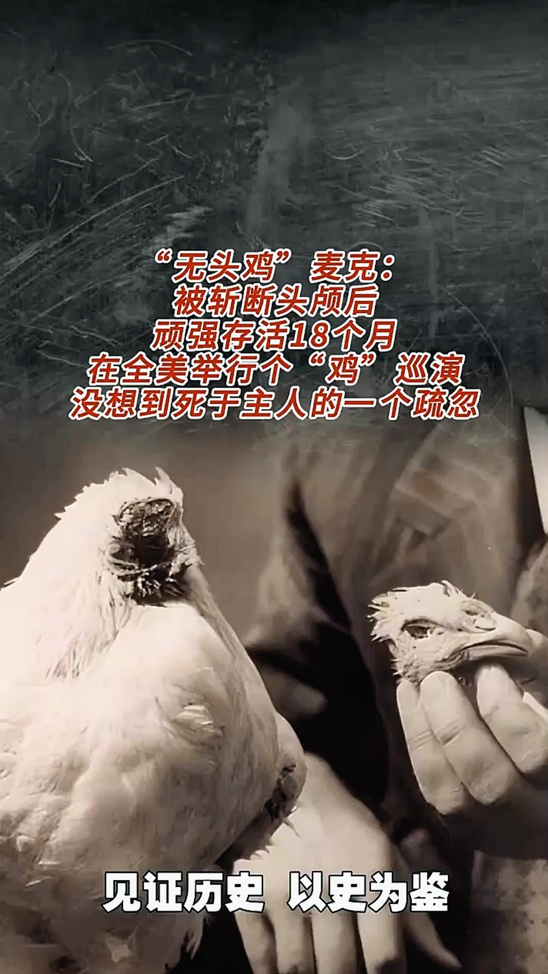 无头鸡麦克:斩首后奇迹存活18个月,成名后因疏忽死亡