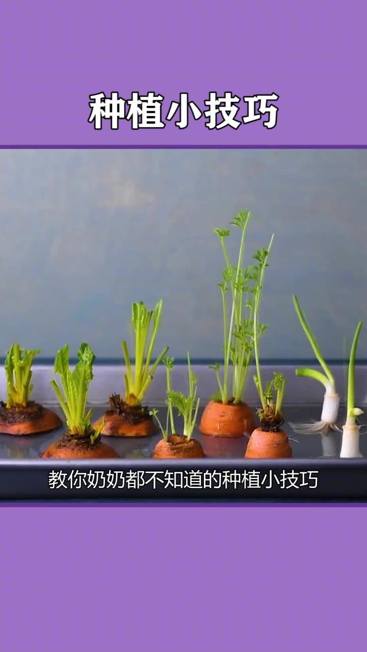 教你奶奶都不知道的种植小技巧生活小技巧生活小妙招种植种菜小妙招 农业种植 这个视频