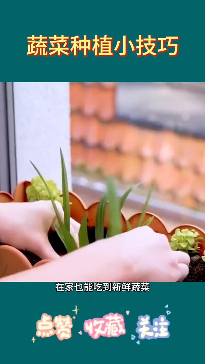 蔬菜种植技巧大全,助你丰收轻松!