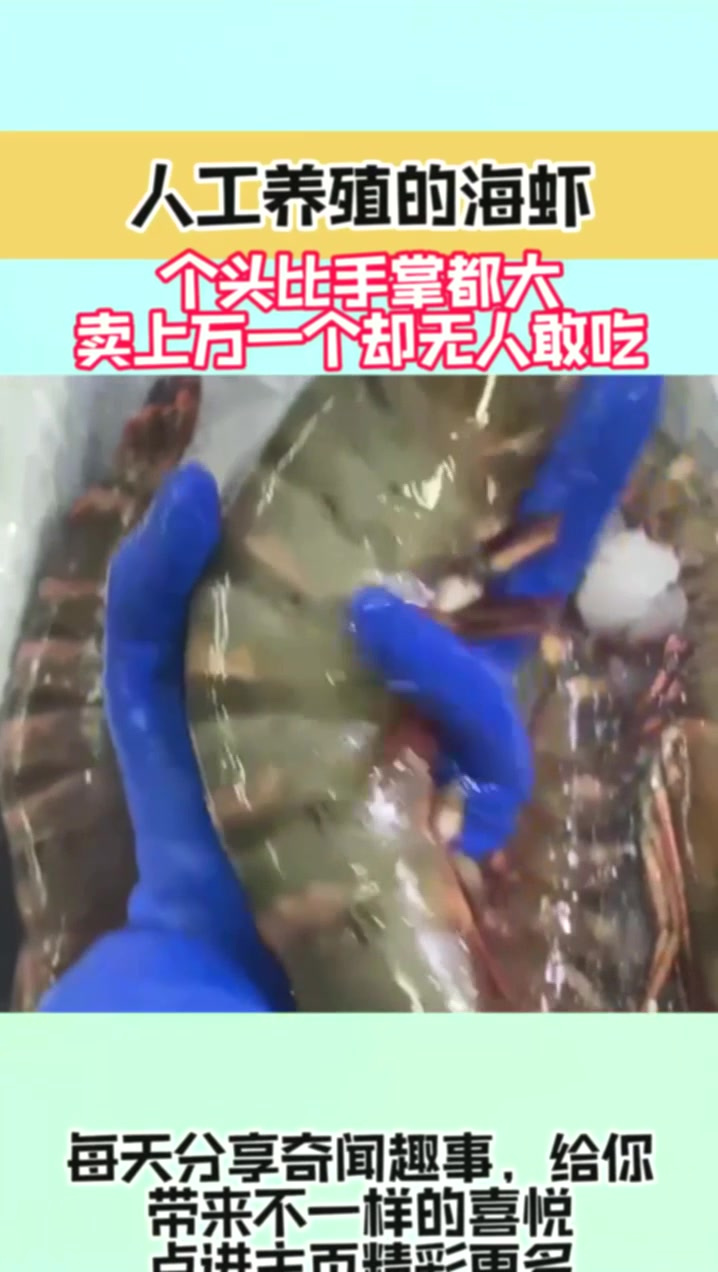 人工养殖的海虾,个头比手掌都大,卖上万一个却无人敢吃