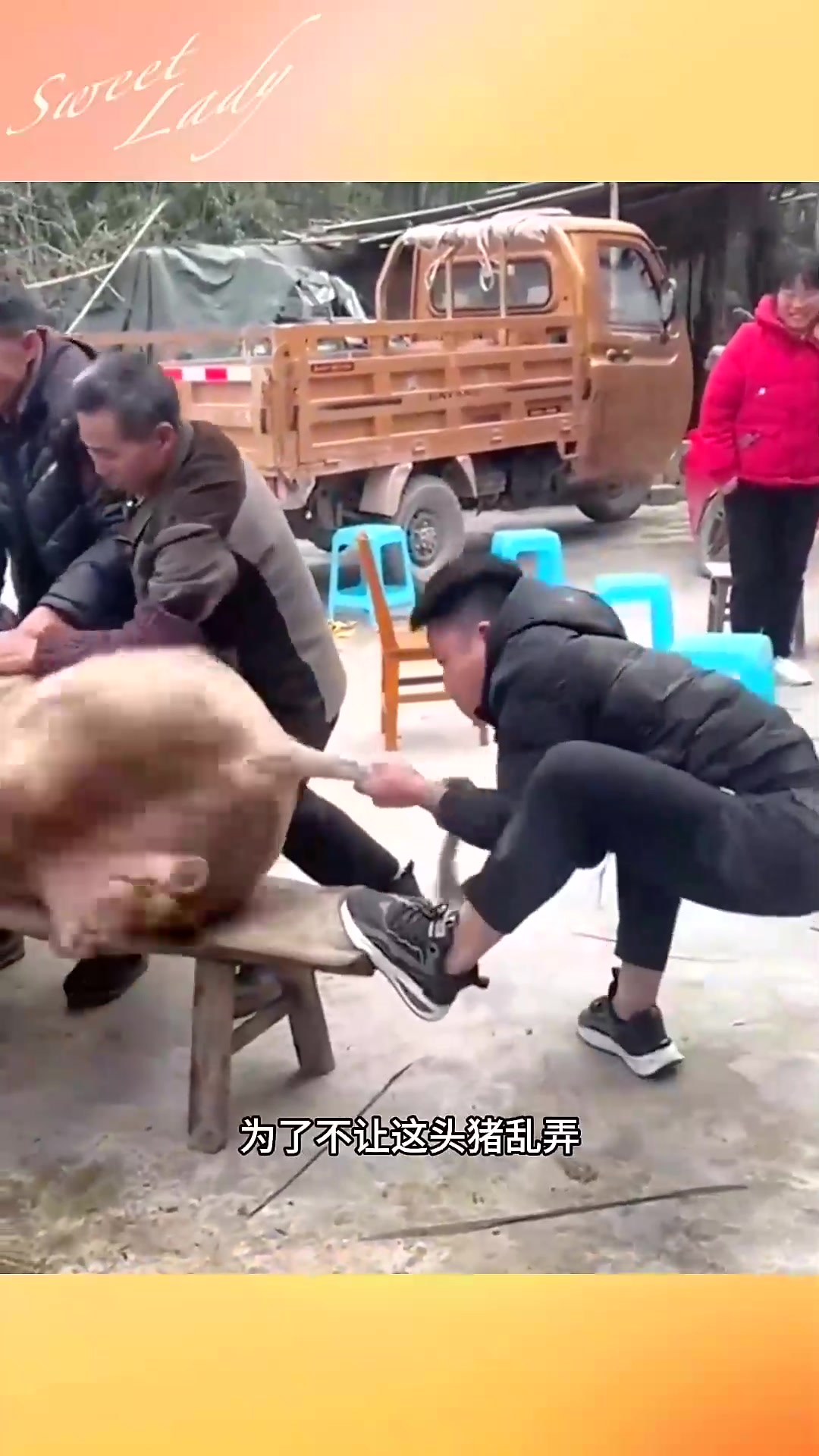  小伙拽猪尾巴太有意思了