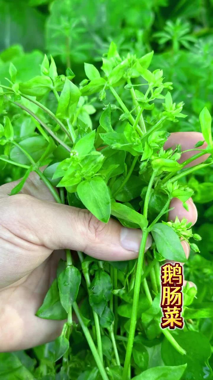 给鸡鸭吃的鹅肠菜，在城里居然被拿去涮火锅，都说吃上一口是春天的味道