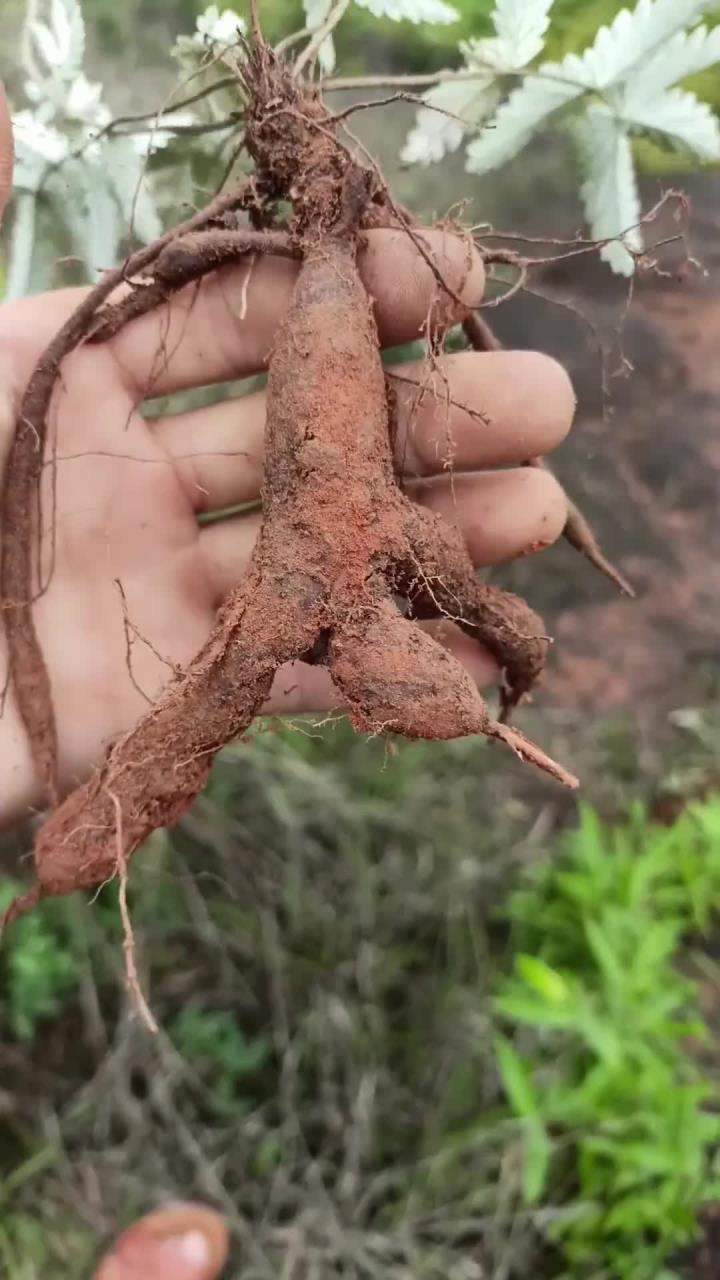 翻白草又叫鸡腿参，是以前很多人童年的零食，可惜如今却不多见了
