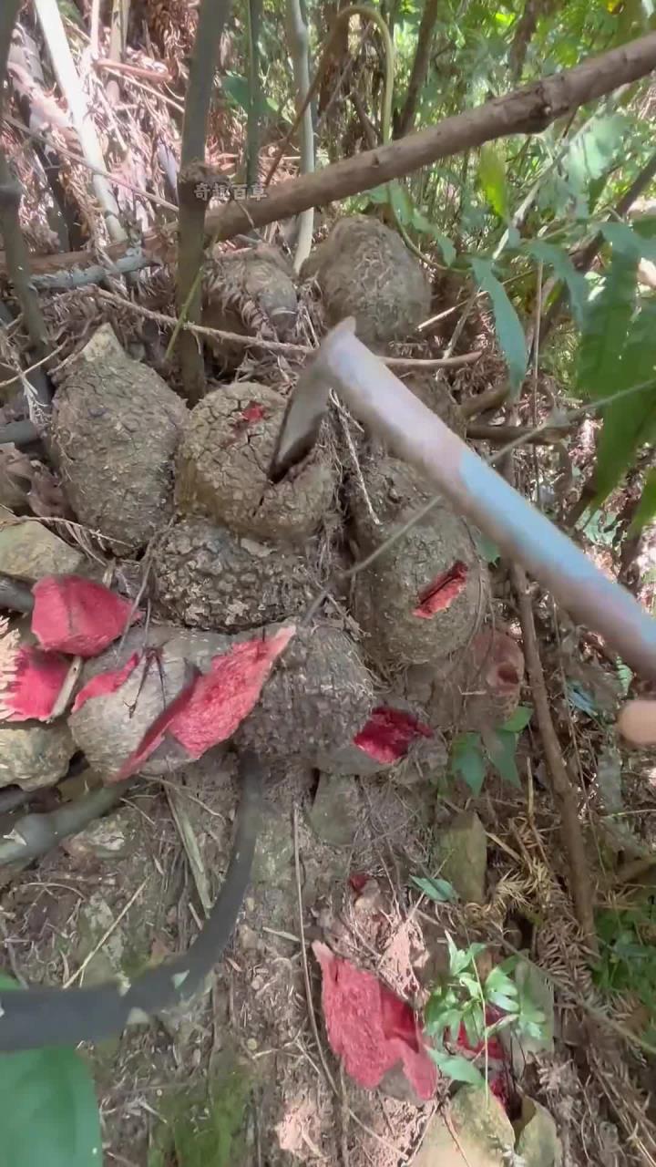 薯莨，曾经在饥荒年代被当作救命粮，它跟我们平时吃的山药是近亲，古人用它来做染料