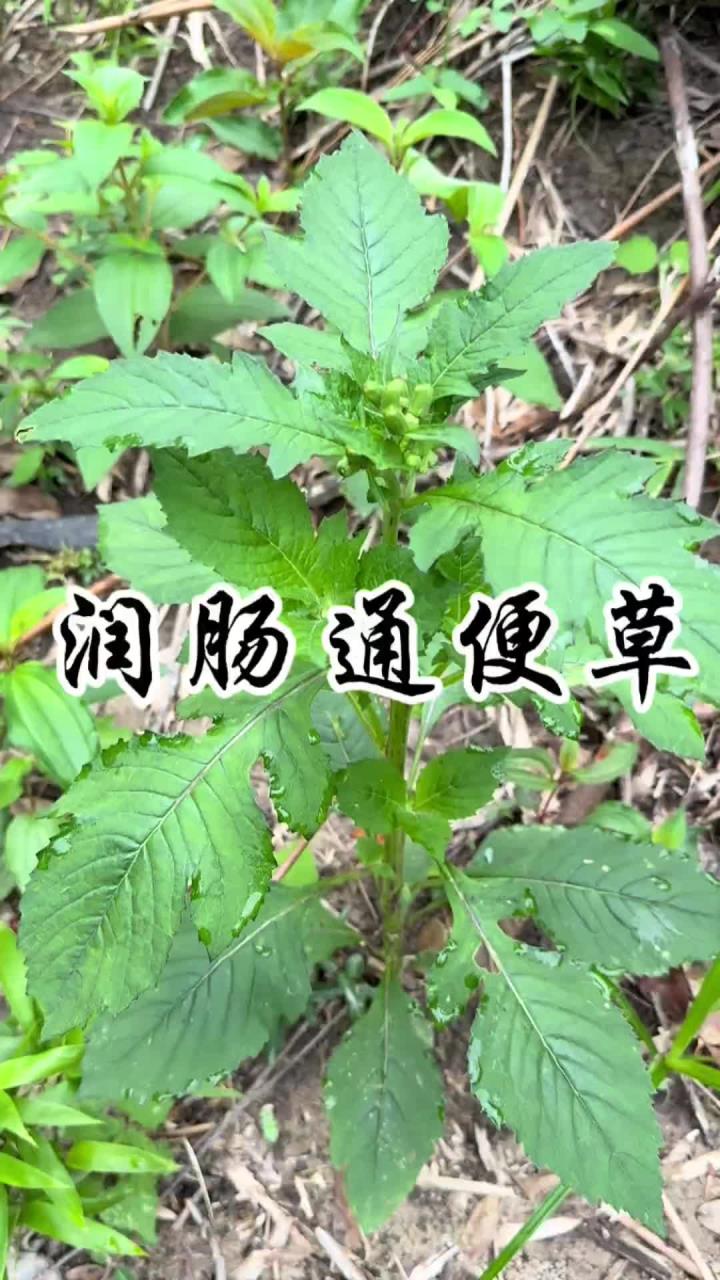 润肠通便草 味道有点像茼蒿,所以民间叫它野茼蒿,它是民间传统野菜,据说红军长征途