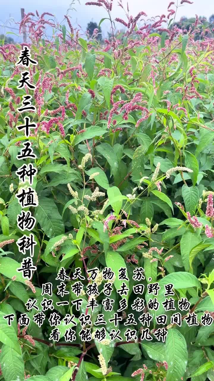 春天万物复苏,周末带孩子去田野里多认识几种植物,顺便挖点野菜也不错,今天带大家认