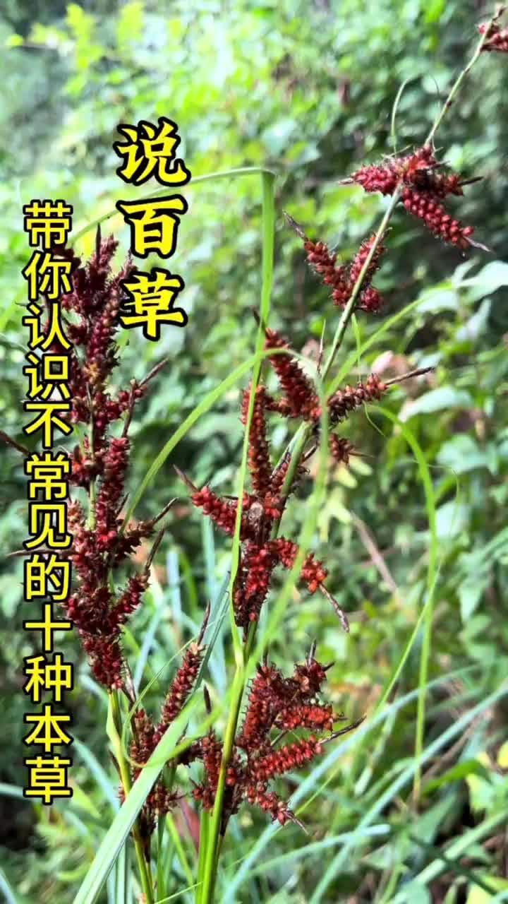 这些本草你认识几种