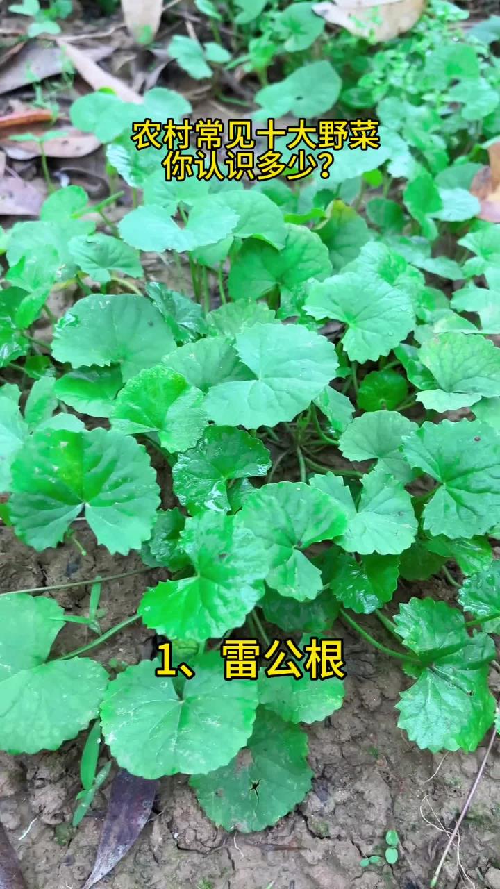 农村十大常见野菜，你认识几种？