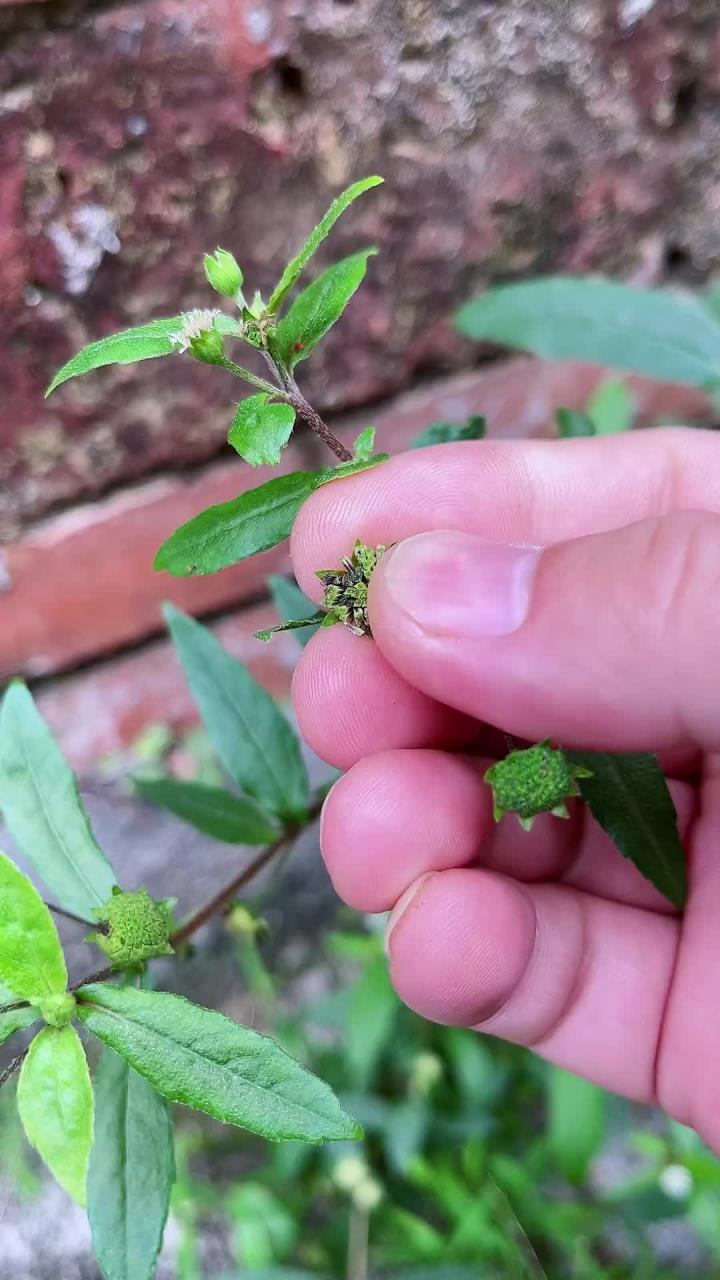墨旱莲又名墨菜,懂的是宝不懂的当杂草
