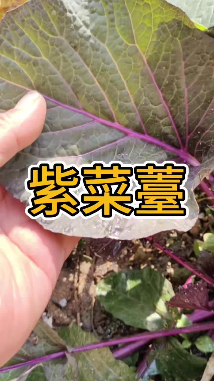 探寻隐藏在市井的绿宝藏!